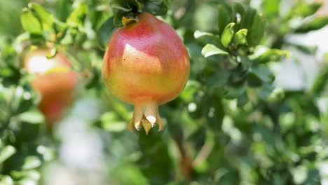 Wild-Pomegranate-On-A-Tree,-Home-garden,-Pomegranate-tree-at-sunshine-day