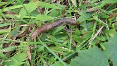 Static-up-close-view-of-a-slug-crawling-through-the-grass-exiting-the-frame-to-the-bottom-left