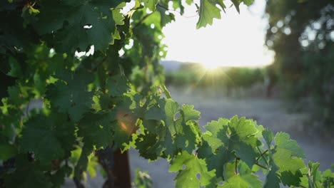 Sonne-Scheint-Durch-Weinblätter-Im-Napa-Valley