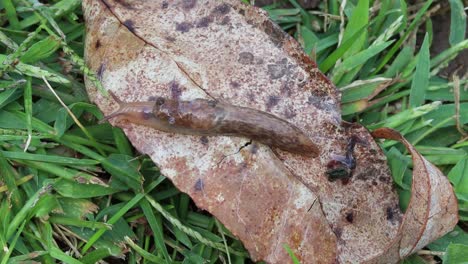 Static-up-close-view-of-a-slug-crawling-across-a-brown-leaf-exiting-the-frame-to-the-left-after-leaving-a-faint-slime-trail