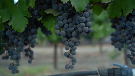 Napa-valley-wine-grapes-in-motion