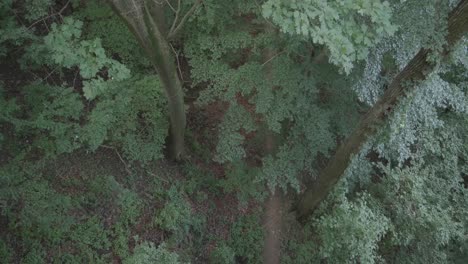Overhead-shot-of-forest-floor,-Wissahickon-Creek,-Philadelphia,-PA