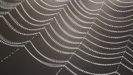 Dew-drops-in-spider-web-in-wind