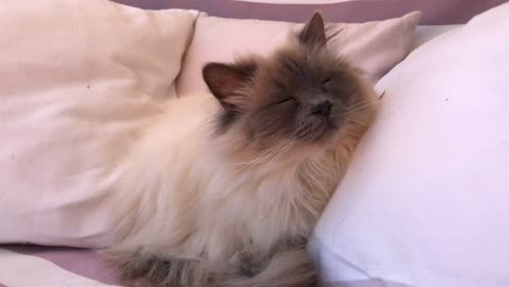 Cute-sleepy-white-Birman-cat-sitting-in-between-pillows-with-closed-eyes