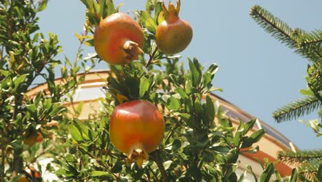 Wilder-Granatapfel-Auf-Einem-Baum,-Hausgarten,-Granatapfelbaum-Am-Sonnentag
