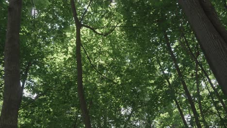Windgekräuselte-Bäume-Entlang-Des-Wissahikcon-Creek,-Philadelphia