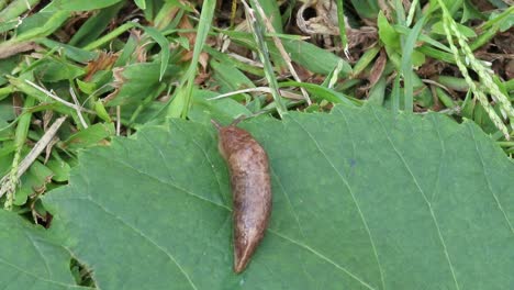 Static-up-close-view-of-a-slug-sitting-on-a-leaf-looking-at-eating-the-leaf