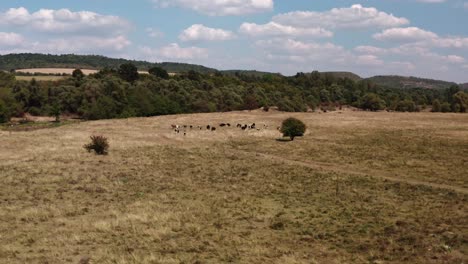 Dairy-cattle-grazing-and-being-herded-to-new-pastures-in-Bulgarian-countryside-grasslands