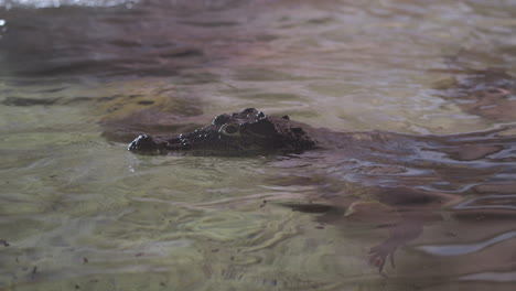 Kubanisches-Krokodil-Schwimmt-Mit-Seinem-Kopf-über-Der-Wasseroberfläche-In-Seinem-Gehege-In-Einem-Wildpark