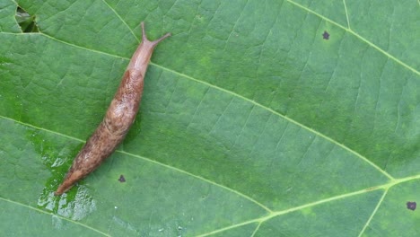 Static-up-close-view-of-a-slug-crawling-on-a-leaf-leaving-a-slime-trail-moving-off-camera-to-the-top