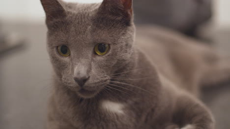 Russian-blue-house-cat-lounging-on-kitchen-counter-01