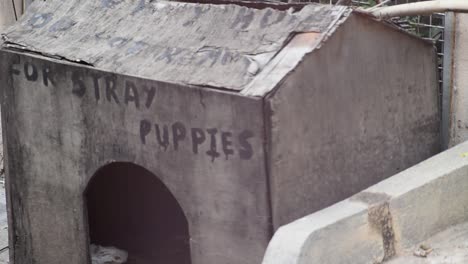 Dog-house-beside-the--road-side.-Stray-puppies