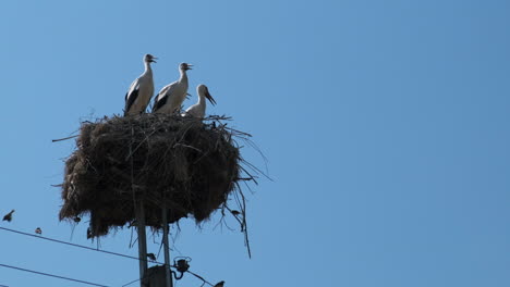 Stork-family-nest-on-power-pole-with-blue-sky-background