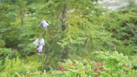 Zoomen-In-Die-Wilde-Blume,-Während-Wind-Weht-Mit-Hintergrund-Des-Grünen-Sommerwildwaldes-Im-Banff-nationalpark,-Alberta,-Kanada