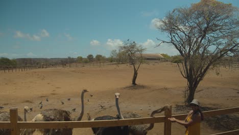 Ostrich-eating-out-of-a-model-hands-before-she-runs-away-at-this-African-Ostrich-farm
