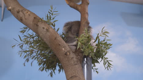 Koala's-rest-on-tree-branch-in-brand-new-enclosure-at-Longleat-Safari-Park