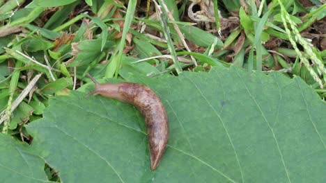 StaticUp-close-view-of-a-slug-crawling-off-a-leaf-into-the-grass-and-disapearing-to-the-left