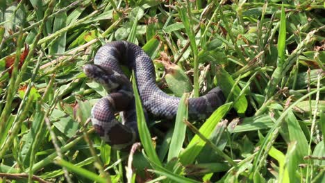 Static-up-close-view-of-a-small-snake-coilled-up-watching-and-eventually-striking-at-the-end