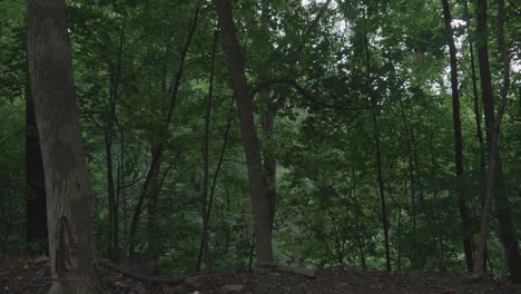 Windgekräuselte-Bäume-Entlang-Des-Wissahikcon-Creek,-Philadelphia