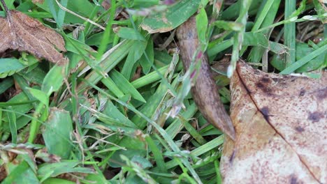 Static-up-close-view-of-a-slug-crawling-off-a-brown-leaf-and-disapearing-into-the-grass-to-the-top-of-the-frame