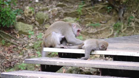 Native-monkey-grooming-another's-back-in-a-forest-in-Tainan,-Taiwan