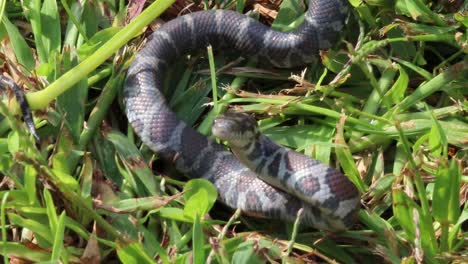 Static-up-close-view-of-a-small-snake-in-grass-coilled-up-enlarging-his-body-to-ward-off-an-attacker