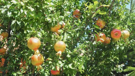 Wilder-Granatapfel-Auf-Einem-Baum,-Hausgarten,-Granatapfelbaum-Am-Sonnentag