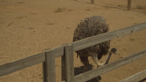 African-Ostrich-enjoying-biting-at-the-air-at-this-Ostrich-Farm