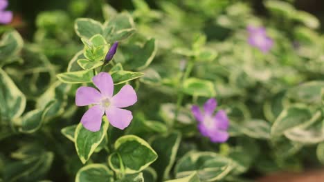 Nahaufnahme-Einer-Violetten-Blume,-Die-Sich-Vom-Wind-Bewegt