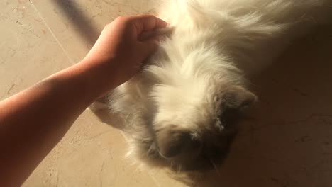 Female-hand-petting-a-beautiful-white-Birman-cat