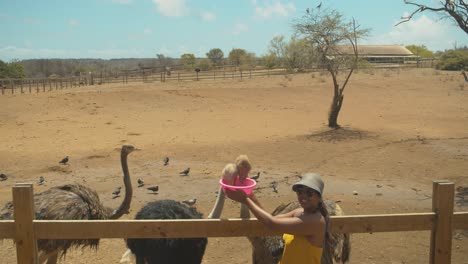 Epic-footage-of-a-model-feeding-African-Ostriches-at-a-farm