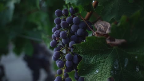 focusing-on-ripe-grapes-in-the-Napa-valley