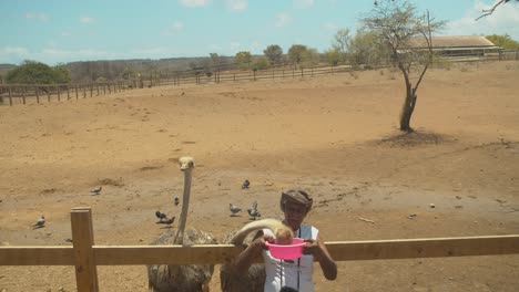 A-gentleman-feeding-Ostriches-at-this-African-farm-in-Curacao