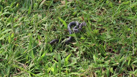 Static-shot-of-a-small-snake-in-the-grass-striking-to-the-right-of-the-frame