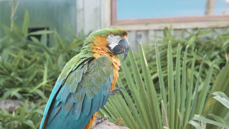 Blue-green-and-yellow-Macaw-perched-on-a-branch-in-it's-open-air-enclosure-at-a-wildlife-park