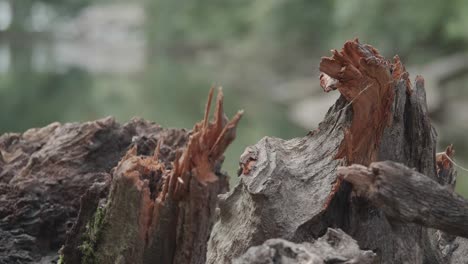 Zerbrochene-Teile-Eines-Umgestürzten-Baums-Entlang-Des-Wisshaickon-Creek,-Mit-Unscharfer-Bewegung-Im-Hintergrund