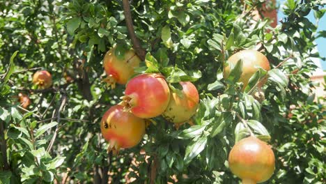 Wild-Pomegranate-On-A-Tree,-Home-garden,-Pomegranate-tree-at-sunshine-day