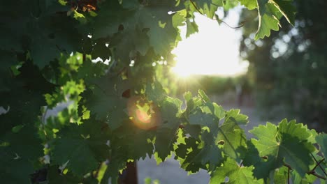 Eine-Pfanne-Durch-Die-Blätter-Der-Weinreben-Des-Napa-Valley