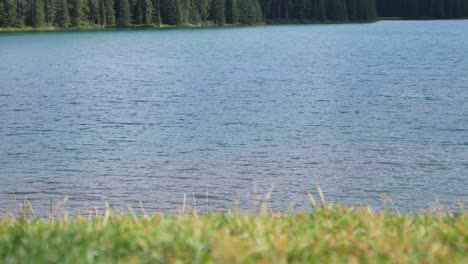 Landschaft-Schöner-Natürlicher-Blick-Auf-Eine-Möwe-Am-Ufer-Des-Seeufers-Im-Tow-Jack-Lake-Im-Banff-Nationalpark,-Kanada-Im-Sommersonnenschein-Tagsüber