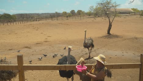 Ostrich-feeding-at-this-african-theme-Ostrich-farm-in-the-Dutch-Caribbean-of-Curacao