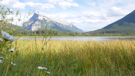 Paisaje-Hermosa-Vista-Natural-De-Los-Lagos-Bermellones-Con-Hermosa-Hierba-Y-Flores-En-Primer-Plano-Y-Montañas-Rocosas-En-El-Fondo-En-El-Parque-Nacional-De-Banff,-Alberta,-Canadá-En-Verano-Sol-Durante-El-Día