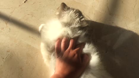 Weibliche-Hand,-Die-Eine-Weiße,-Flauschige-Katze-Streichelt