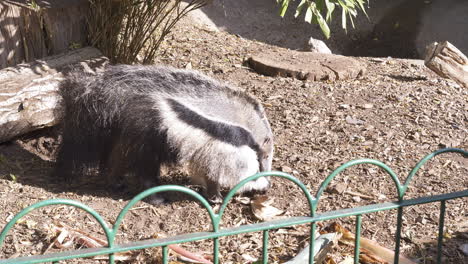 Giant-Anteater-roams-around-it's-enclosure-at-a-wildlife-park