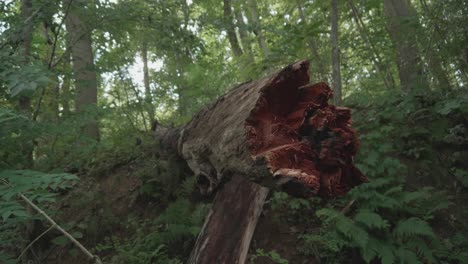 Vivid-red-broken-tree-branch-in-forest