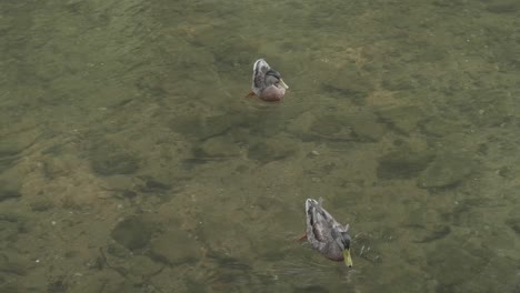 Patos-Flotando-En-El-Arroyo-Wissahickon