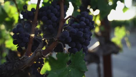 giant-ripe-wine-purple-grapes