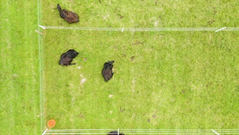 Aerial-shot-of-black-angus-cattle-standing-up-in-pen-[4k