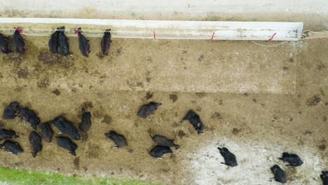 Birds-eye-view-of-black-angus-cattle-in-pen-[4k
