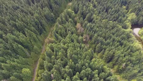 Aerial-view-of-4wd-road-through-dense-forest