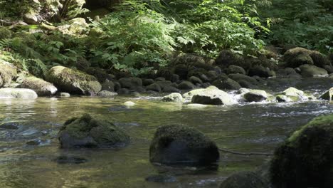 Sunlight-and-shadow-paints-mossy-river-rocks